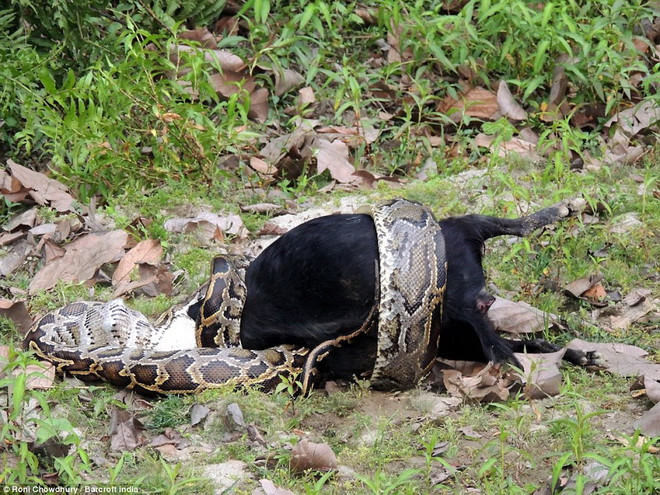 Người dân trong làng lo lắng con trăn có thể là mối đe dọa với trẻ em. (Nguồn: Barcroft India)
