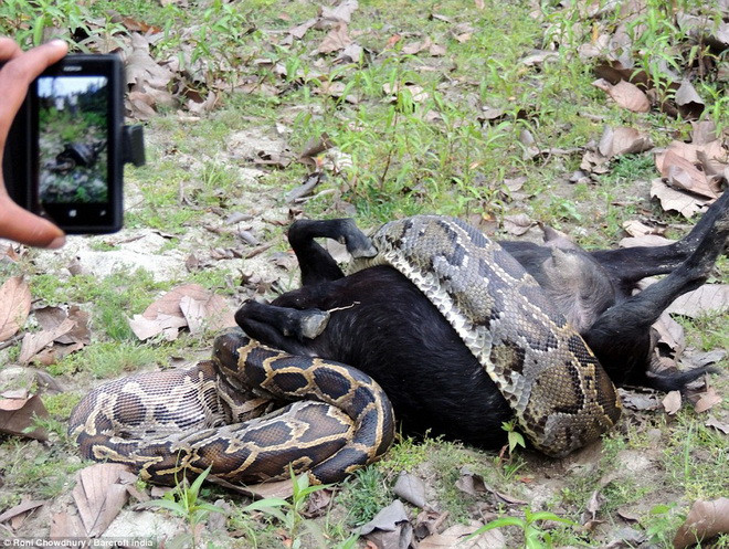 Chú trăn quấn con mồi rất chặt. (Nguồn: Barcroft India)