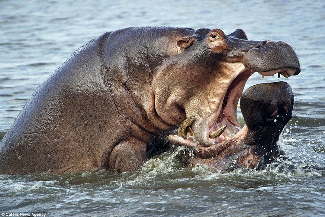 Hai con mà mã dùng miệng hét lớn để dọa dẫm đối phương. (Nguồn: Caters News Agency)