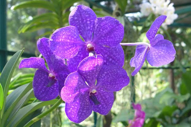  Loài lan quý được trồng trong Vườn lan Quốc gia. (Ảnh: Kim Yến/Vietnam+)