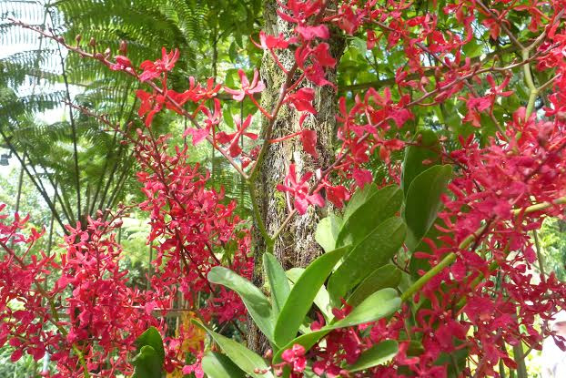  Loài lan quý được trồng trong Vườn lan Quốc gia. (Ảnh: Kim Yến/Vietnam+)