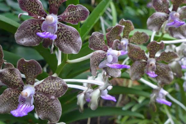  Loài lan quý được trồng trong Vườn lan Quốc gia. (Ảnh: Kim Yến/Vietnam+)