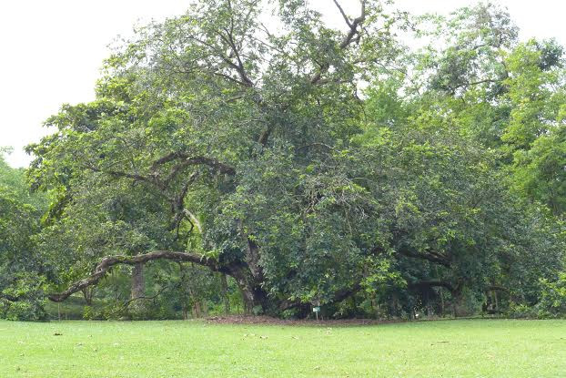 Một góc của Singapore Botanic Gardens. (Ảnh: Kim Yến/Vietnam+)