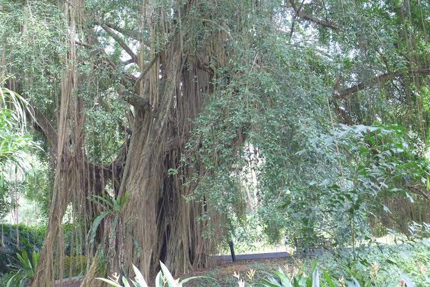 Cây si cổ thụ trong Singapore Botanic Gardens. (Ảnh: Kim Yến/Vietnam+)