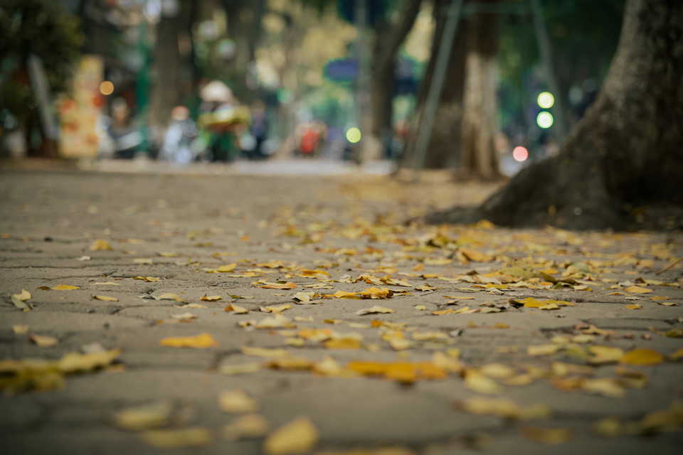 Những con đường được trải thảm một màu vàng ươm, xao xác theo bước chân người trên phố. (Ảnh: Minh Hiếu/Vietnam+)
