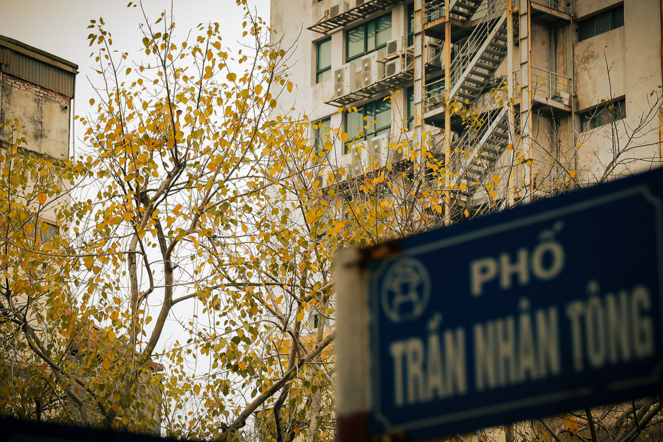 Lá cây bồ đề thường bắt đầu thay lá, đổi từ sắc xanh sang vàng từ tháng Giêng đến tháng Tư Âm lịch, đúng vào tháng lễ Phật Đản. (Ảnh: Minh Hiếu/Vietnam+)