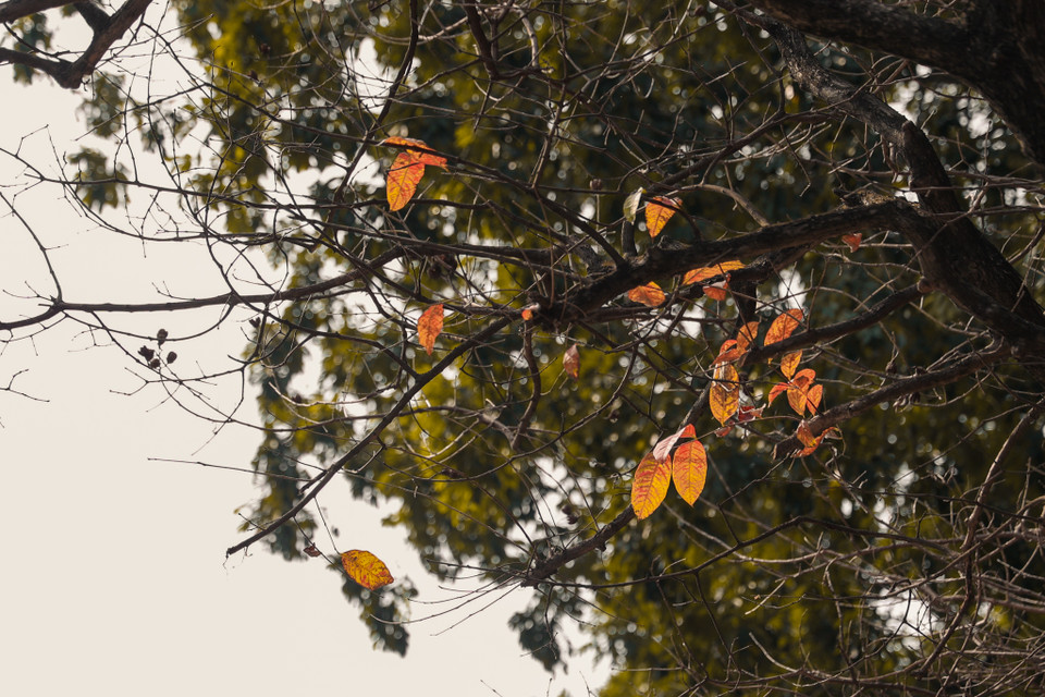 Mùa lá vàng vội đến vội đi, không báo trước. Sớm thôi, từng chiếc lá sẽ rụng xuống, nhường chỗ cho những nụ mầm xanh tươi mơn mởn khác, đánh dấu thời khắc giao mùa của đất trời. (Ảnh: Minh Hiếu/Vietnam+)