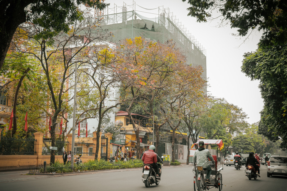 Đến Hà Nội mùa này chỉ cần dạo bước quanh các khu phố trung tâm không khó bắt gặp rất nhiều cây bằng lăng, lộc vừng... thay màu lá tạo khung cảnh thơ mộng. (Ảnh: Minh Hiếu/Vietnam+)