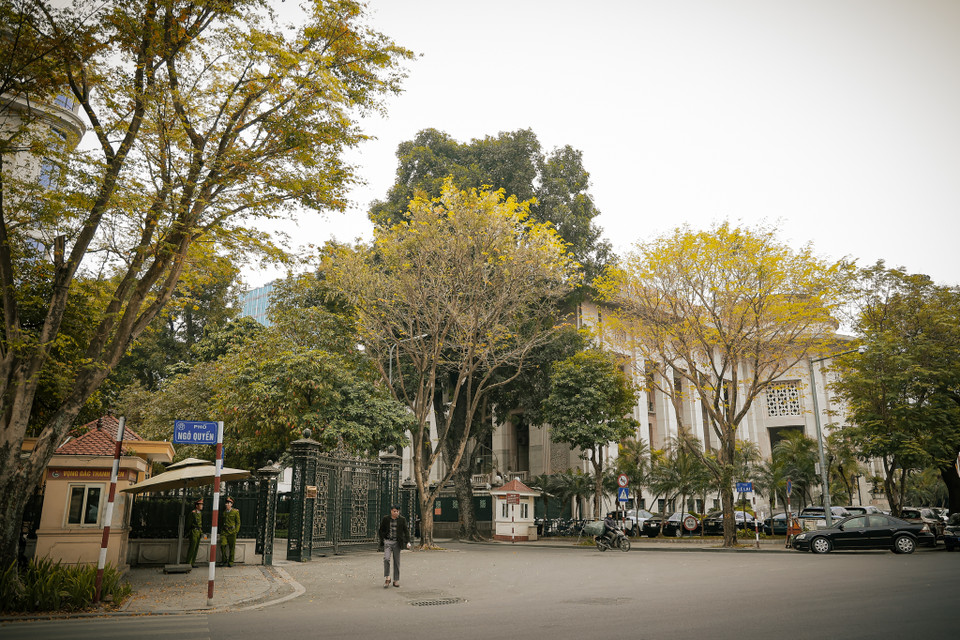 Trên đoạn phố Ngô Quyền-Lê Lai, hàng cây sưa bắt đầu thay màu lá, sẵn sàng đón một mùa hoa sưa trắng tinh khôi. (Ảnh: Minh Hiếu/Vietnam+)