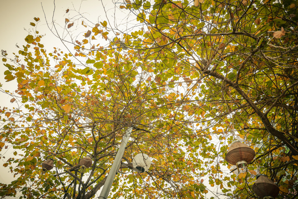 Có người nói Hà Nội vốn có 2 mùa Thu, một mùa Thu tháng Tám Ba Đình và một mùa Thu giữa mùa Xuân. Mỗi mùa một nét đẹp, chỉ có xúc cảm đọng lại trong lòng người Hà Nội. (Ảnh: Minh Hiếu/Vietnam+)