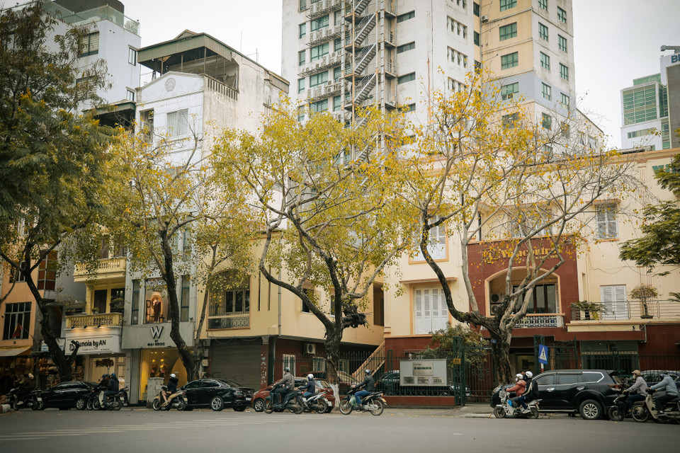 Những ngày này, nhiều hàng cây trên khắp các tuyến phố của Hà Nội đã bắt đầu thay lá, tạo nên những mảng màu đầy thơ mộng giữa lòng Thủ đô. (Ảnh: Minh Hiếu/Vietnam+)