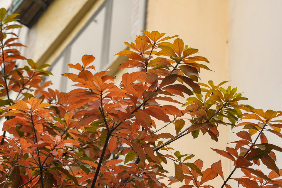 Những tán lá đỏ xen kẽ màu xanh đặc trưng của mùa cây thay lá. (Ảnh: Minh Hiếu/Vietnam+)