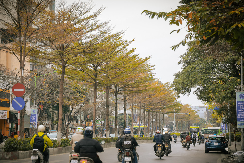 Hàng cây bàng lá nhỏ đang thay lá trên con phố Kim Mã. Bàng lá nhỏ còn gọi là bàng Đài Loan, cây thẳng cao vút, chia tán tầng. Loại cây này có ưu điểm không phải cắt tỉa thường xuyên. (Ảnh: Minh Hiếu/Vietnam+)
