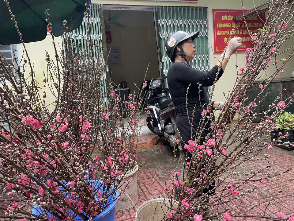 Cành đào cũng được nhiều người dân tìm mua để cắm bàn thờ tổ tiên. Giá cành dao động từ 60.000-120.000/cành tùy kích thước. (Ảnh: Thảo Nguyên/Vietnam+) 