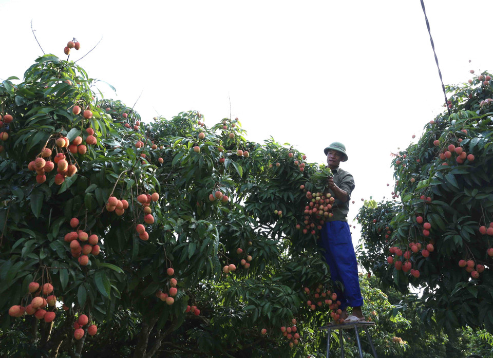 Thu hoạch vải thiều chín sớm tại hộ gia đình ông Nguyễn Văn Đệnh, thôn Phúc Giới, xã Thanh Quang. (Ảnh: Vũ Sinh/TTXVN)