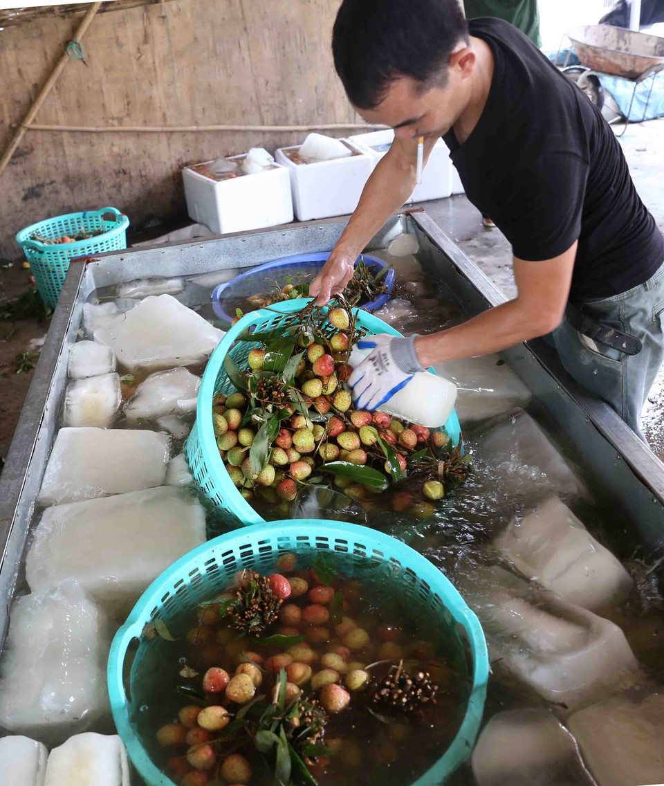 : Quả vải tươi được rửa sạch và bảo quản làm mát trước khi đóng thùng xốp trong một cơ sở thu mua tại xã Thanh Quang. (Ảnh: Vũ Sinh/TTXVN)