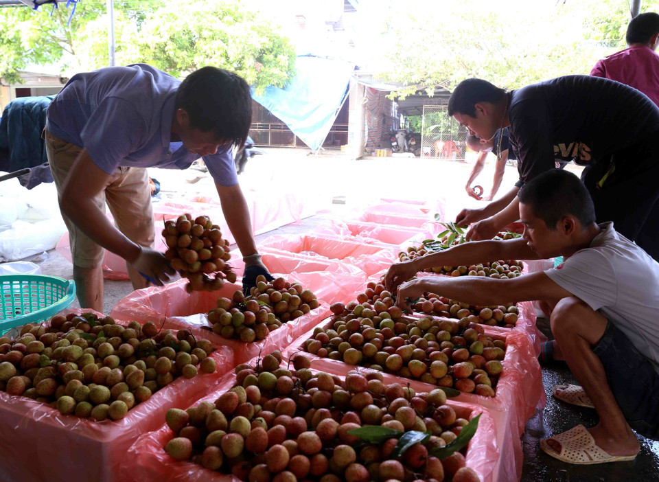 Đóng thùng xốp bảo quản sản phẩm vải chín sớm xuất khẩu ở một cơ sở thu mua tại xã Thanh Quang. (Ảnh: Vũ Sinh/TTXVN)