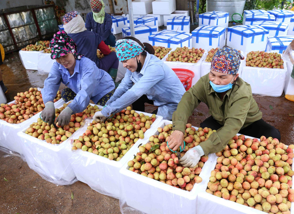 Đóng thùng xốp bảo quản sản phẩm vải chín sớm xuất khẩu ở một cơ sở thu mua tại xã Thanh Quang. (Ảnh: Vũ Sinh/TTXVN)