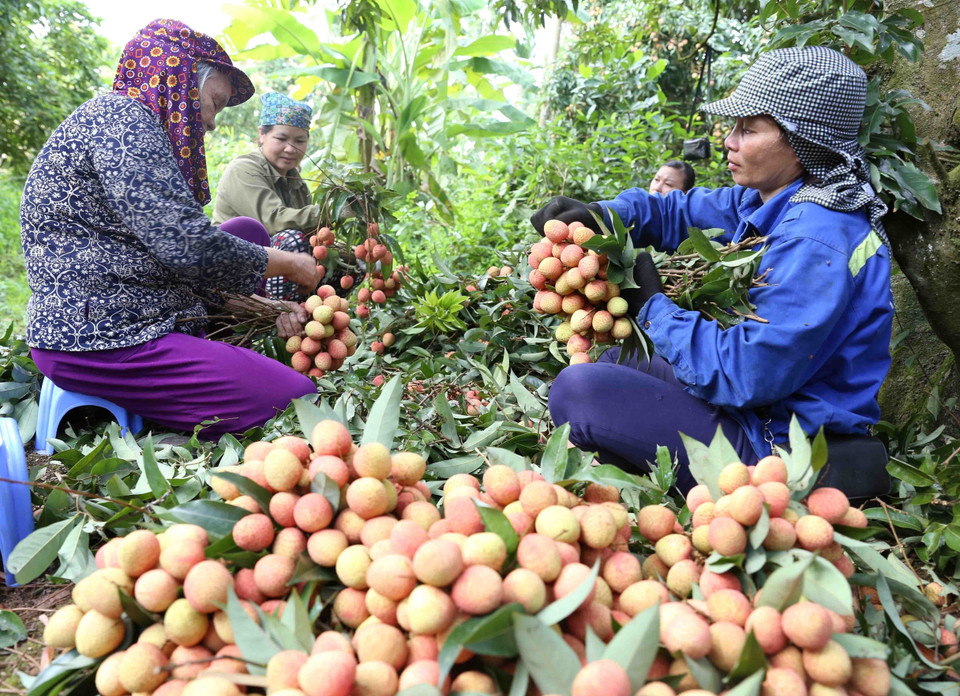 Thu hoạch vải thiều chín sớm tại hộ gia đình ông Nguyễn Văn Đệnh, thôn Phúc Giới, xã Thanh Quang. (Ảnh: Vũ Sinh/TTXVN)