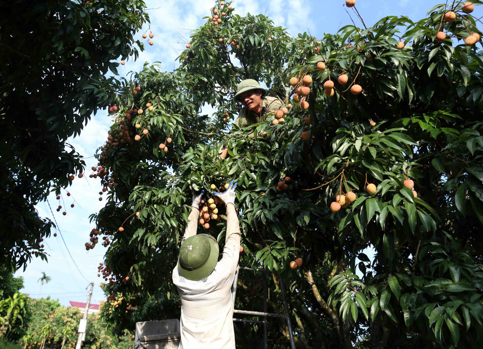 Thu hoạch vải thiều chín sớm tại hộ gia đình ông Nguyễn Văn Đệnh, thôn Phúc Giới, xã Thanh Quang. (Ảnh: Vũ Sinh/TTXVN)