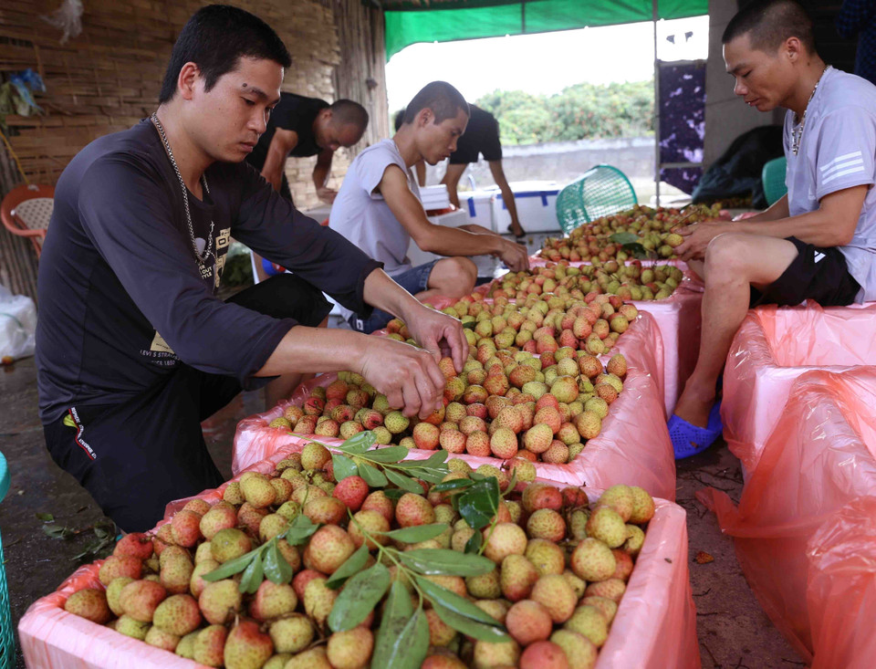 Đóng thùng xốp bảo quản sản phẩm vải chín sớm xuất khẩu ở một cơ sở thu mua tại xã Thanh Quang. (Ảnh: Vũ Sinh/TTXVN)