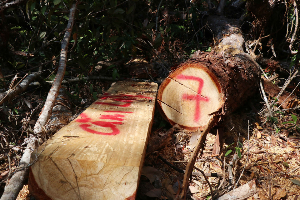 Hiện trường vụ phá rừng pơmu xảy ra vào tháng 4/2020 tại tiểu khu 1219, thuộc lâm phần quản lý của Công ty Trách nhiệm hữu hạn Một thành viên Lâm nghiệp Kông Bông. (Ảnh: Tuấn Anh/TTXVN)