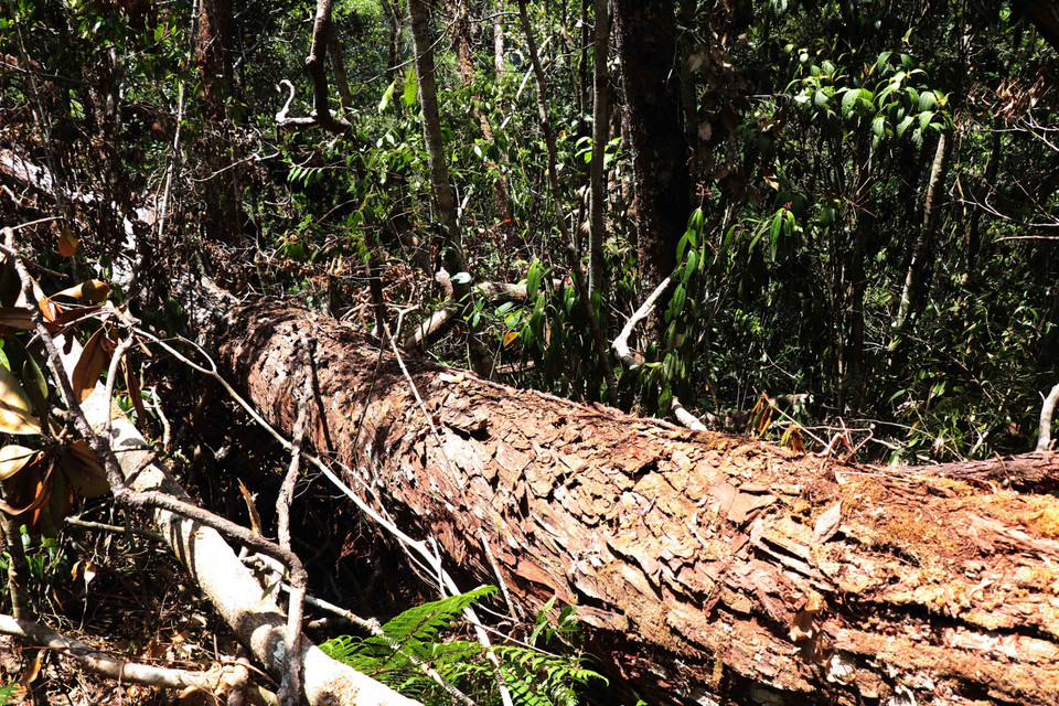 Một cây pơmu đã bị lâm tặc cưa hạ nhưng chưa kịp vận chuyển ra khỏi rừng tại tiểu khu 1219, thuộc lâm phần quản lý của Công ty Trách nhiệm hữu hạn Một thành viên Lâm nghiệp Kông Bông. (Ảnh: Tuấn Anh/TTXVN)