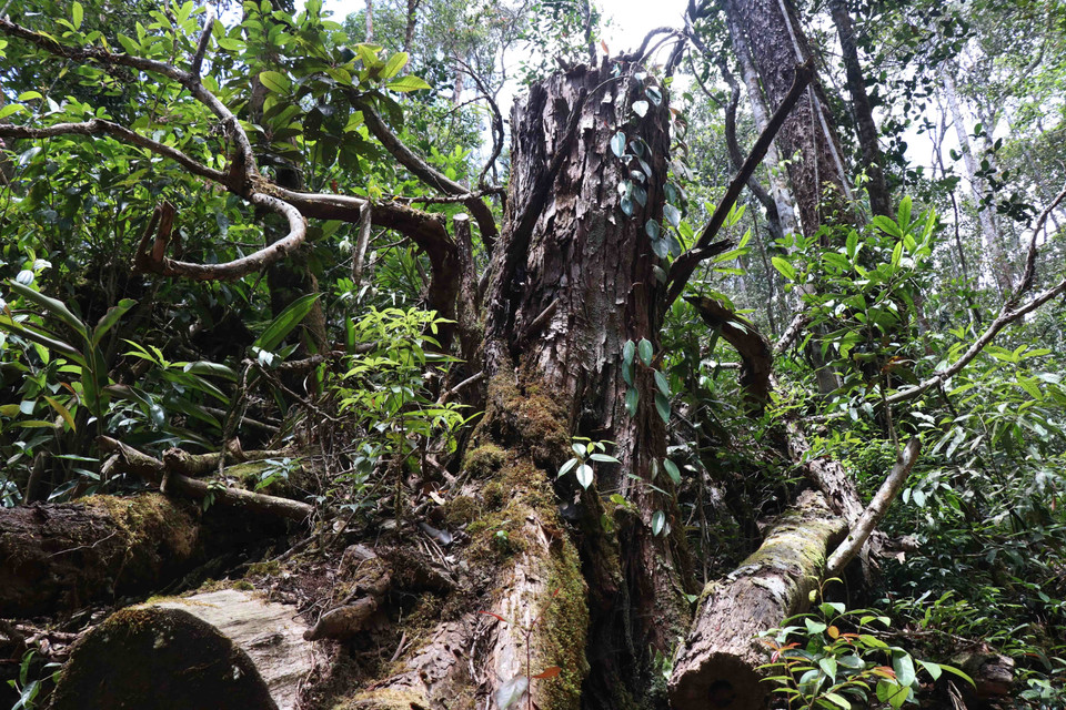 Hiện trường khai thác gỗ pơmu trái phép từ các năm trước tại tiểu khu 1213, thuộc lâm phần quản lý của Công ty Trách nhiệm hữu hạn Một thành viên Lâm nghiệp Kông Bông. (Ảnh: Tuấn Anh/TTXVN)