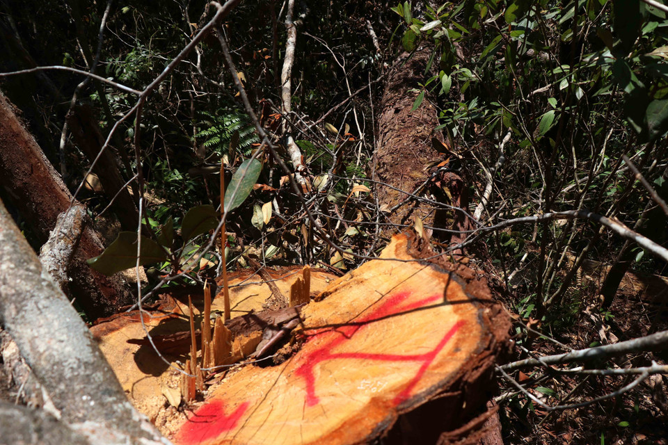 Hiện trường vụ phá rừng pơmu xảy ra vào tháng 4/2020 tại tiểu khu 1219, thuộc lâm phần quản lý của Công ty Trách nhiệm hữu hạn Một thành viên Lâm nghiệp Kông Bông. (Ảnh: Tuấn Anh/TTXVN)