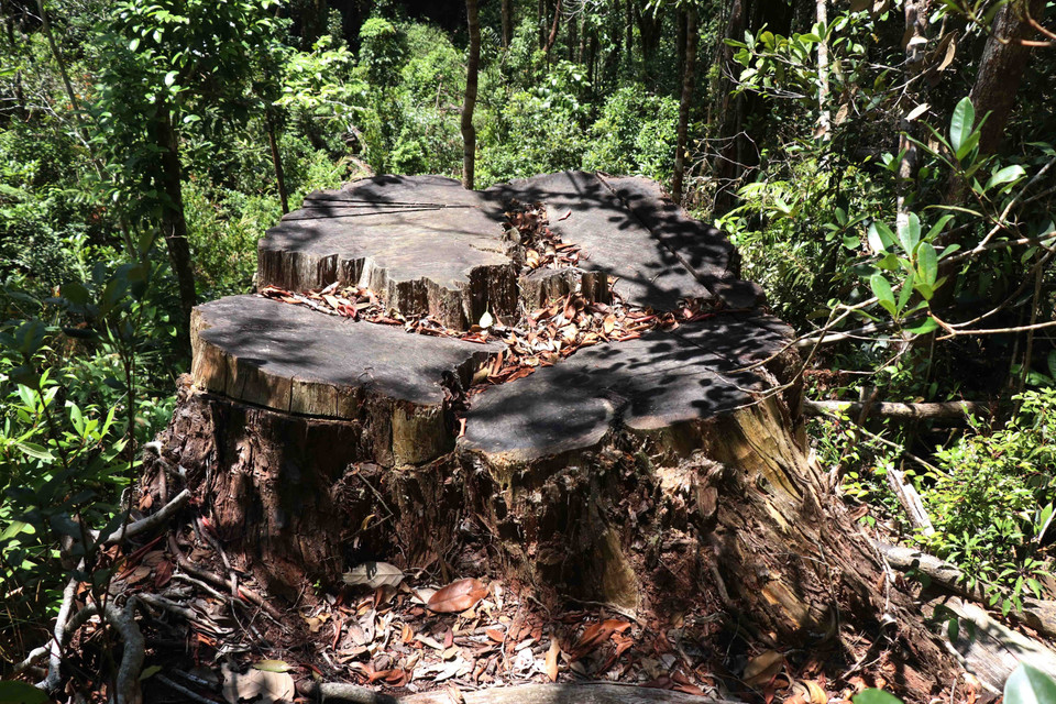 Một cây pơmu có đường kính gốc hơn 1,5m, trên 800 năm tuổi tại tiểu khu 1213, thuộc lâm phần quản lý của Công ty Trách nhiệm hữu hạn Một thành viên Lâm nghiệp Kông Bông bị lâm tặc cưa hạ từ các năm trước. (Ảnh: Tuấn Anh/TTXVN)