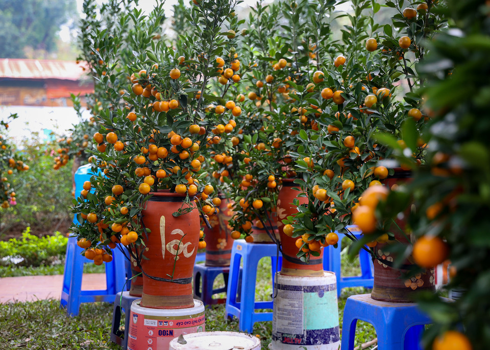 Các chậu quất nhỏ, quất bonsai hút khách dịp Tết Nguyên đán năm nay. (Ảnh: Minh Hiếu/Vietnam+)