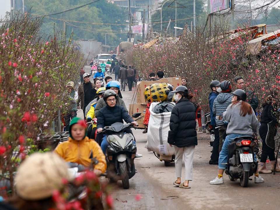 Ghé chợ Quảng An (quận Tây Hồ), nơi được mệnh danh là thiên đường hoa tươi giữa lòng Hà Nội đâu đâu cũng là khung cảnh đoàn người rồng rắn nối đuôi nhau chọn mua hoa về trưng Tết. (Ảnh: Minh Hiếu/Vietnam+)