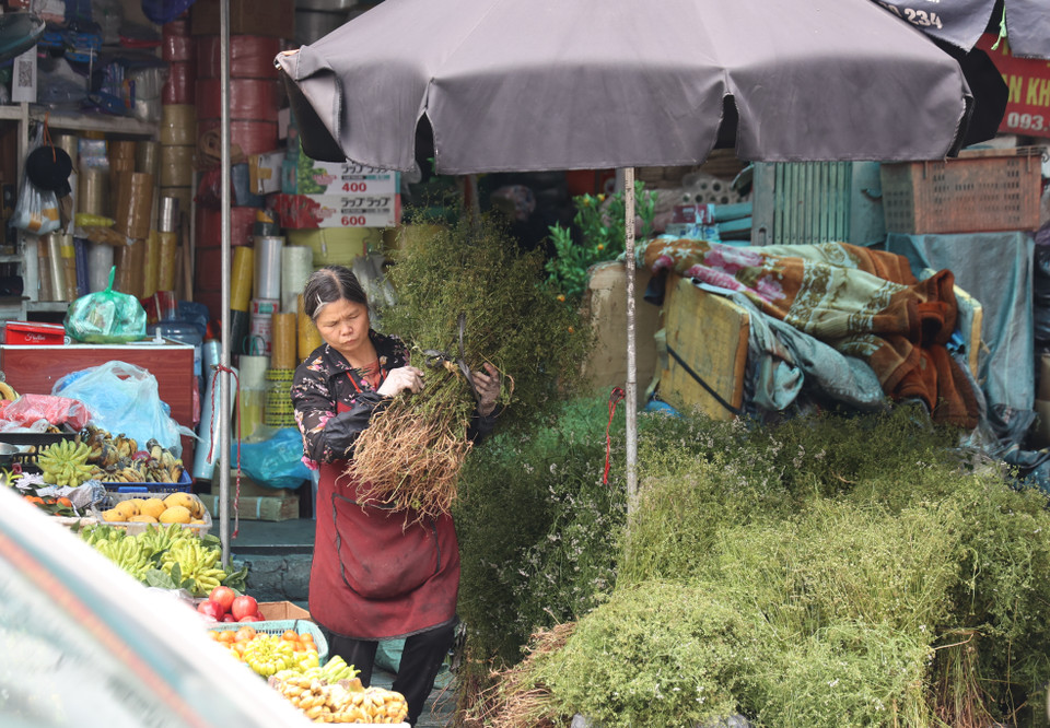 Những bó mùi già luôn là điểm đặc trưng của chợ Tết Hà Nội, nhiều người Hà Nội coi mùi già chính là mùi hương Tết. (Ảnh: Minh Hiếu/Vietnam+)