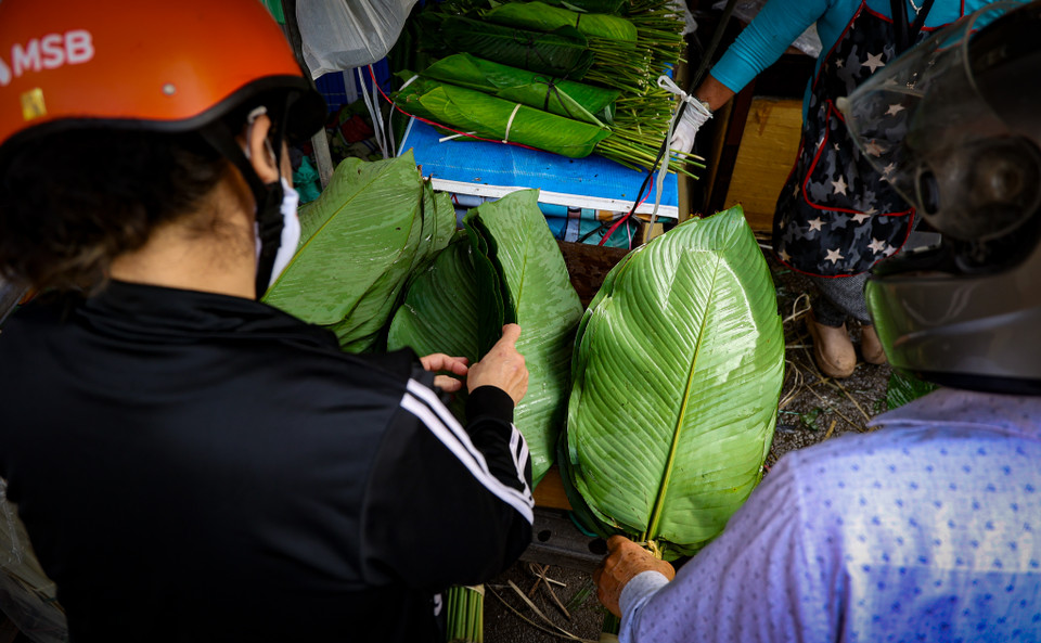 Hiện giá lá dong từ 200.000-300.000 đồng/bó 50 lá, tăng gấp đôi ngày thường và tăng khoảng 30% so với năm ngoái; còn lá chuối giá khoảng 20.000 đồng/kg và lạt buộc 15.000 đồng/bó. (Ảnh: Minh Hiếu/Vietnam+)