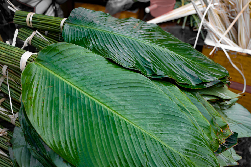 “Lá dong rừng thường được ưa chuộng hơn vì khi gói bánh sẽ cho ra màu xanh đẹp, bánh thơm, lúc bóc không bị dính. Lá dong quê gói bánh chưng thì sẽ có màu vàng, muốn xanh phải cho thêm lá riềng và lá dính vào bánh khi bóc,” bà Loan nói. (Ảnh: Minh Hiếu/Vietnam+)