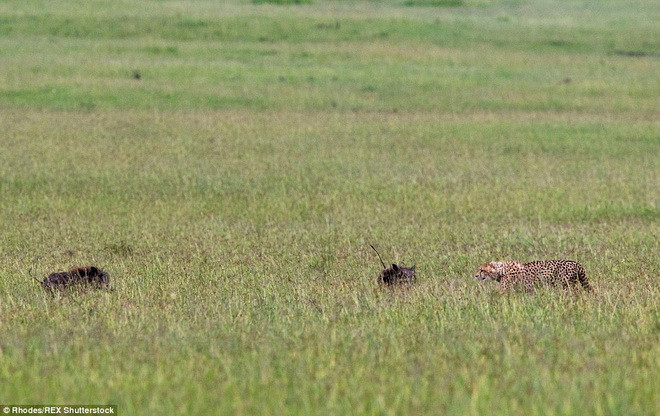 Chú báo đốm định nhảy vào ăn thịt một chú lợn rừng. (Nguồn: Daily Mail)