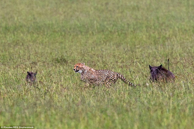 Tuy nhiên, hai con lợn rừng đã phát hiện ra và quyết định truy đuổi chú báo đốm. (Nguồn: Daily Mail)