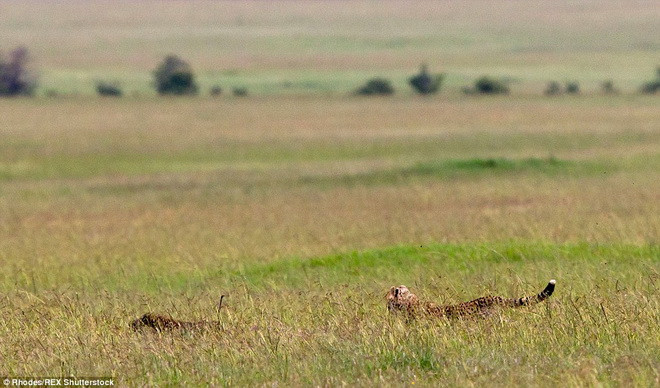 Khi thấy hai con lợn rừng, chú báo đốm đã lặng lẽ tiến tới. (Nguồn: Daily Mail)