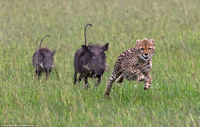 May mắn cho báo đốm khi tốc độ của nó vượt trội hơn hẳn so với hai con lợn rừng. (Nguồn: Daily Mail) 