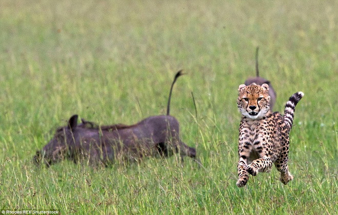 Hai chú lợn rừng truy đuổi báo đốm. (Nguồn: Daily Mail)