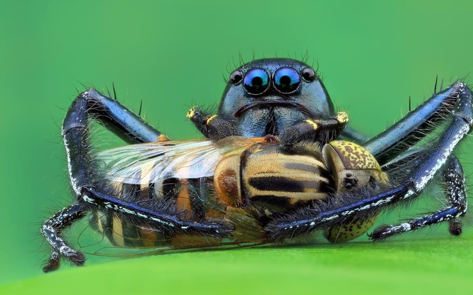 Một con nhện Hyllus bắt chú ong ruồi ở Kota Bharu, Malaysia. (Nguồn: Barcroft Media)