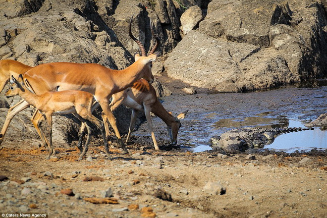 Một con cá sấu đã nằm sẵn đó để chờ. (Nguồn: Caters News Agency)