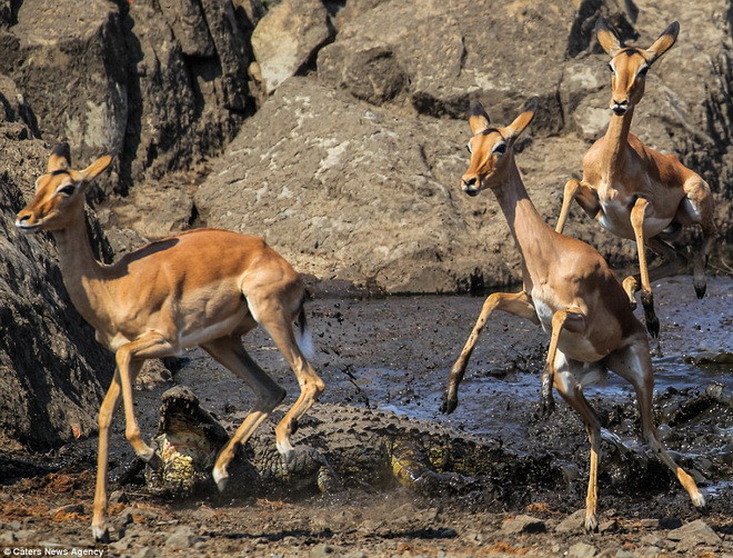 Những con linh dương cố nhảy thật cao. (Nguồn: Caters News Agency)