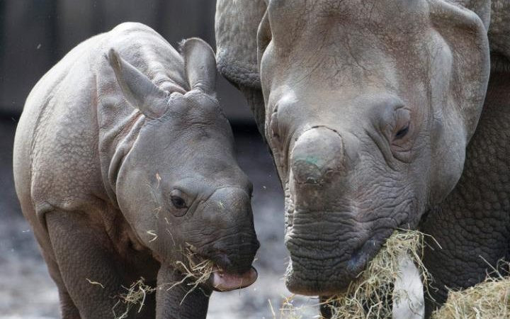 Con tê giác ba tháng tuổi Qabid đứng cạnh mẹ mình tại Công viên Planckendael ở Mechelen, Bỉ. (Nguồn: Reuters)