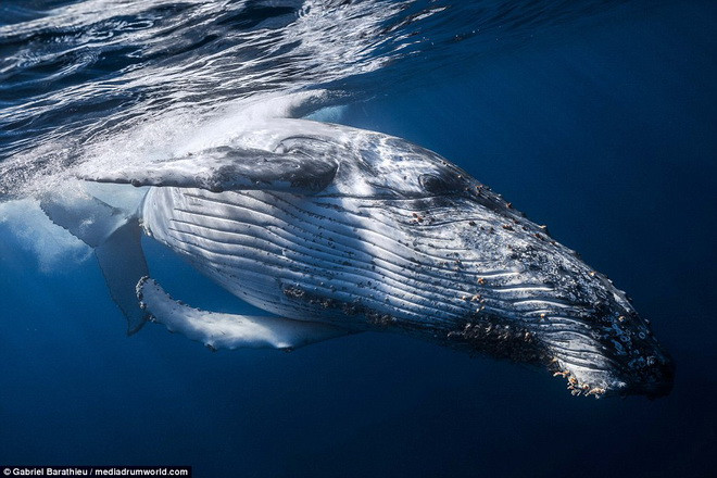 Barathieu đã tận dụng tối đa 25 phút lặn dưới biển để ghi lại những hình ảnh về loài cá voi lưng gù. (Nguồn: Daily Mail)