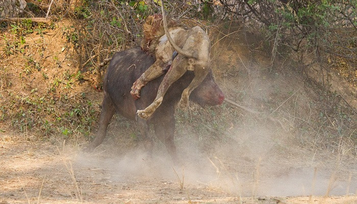 Tuy nhiên, chú trâu đã không chịu sớm đầu hàng và dùng cặp sừng sắc nhọn để chống lại kẻ thù. (Nguồn: Barcroft)