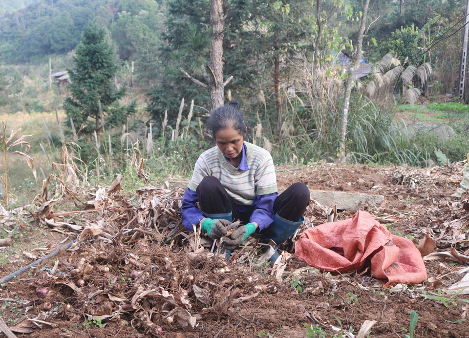 Củ dong riềng là nguyên liệu chính để làm miến dong. (Ảnh: Chu Hiệu/TTXVN)