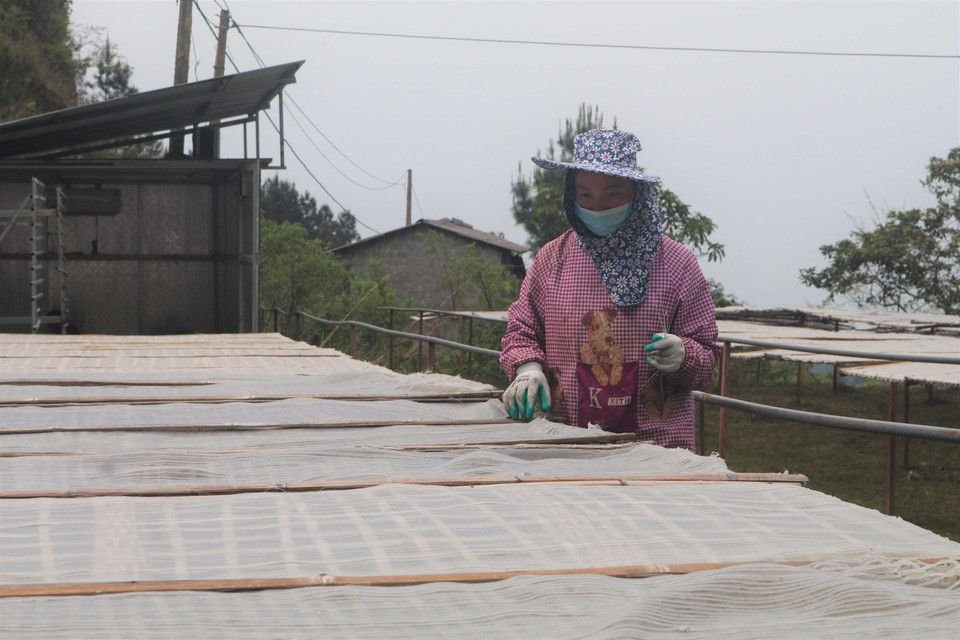 Người dân ở Phia Đén phơi miến dưới nắng trên độ cao gần 2000 mét so với mực nước biển. (Ảnh: Chu Hiệu/TTXVN)