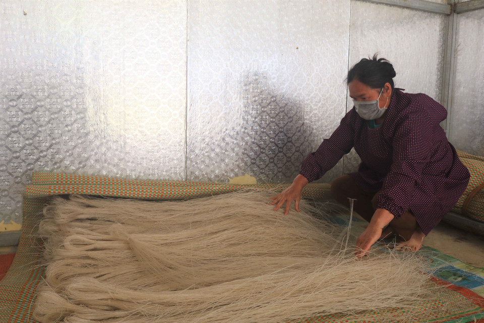 Sợi miến dong Phia Đén có màu hơi đen hoặc trắng ngà. (Ảnh: Chu Hiệu/TTXVN)