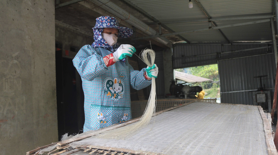 Sợi miến dong Phia Đén có màu hơi đen hoặc trắng ngà.(Ảnh: Chu Hiệu/TTXVN)